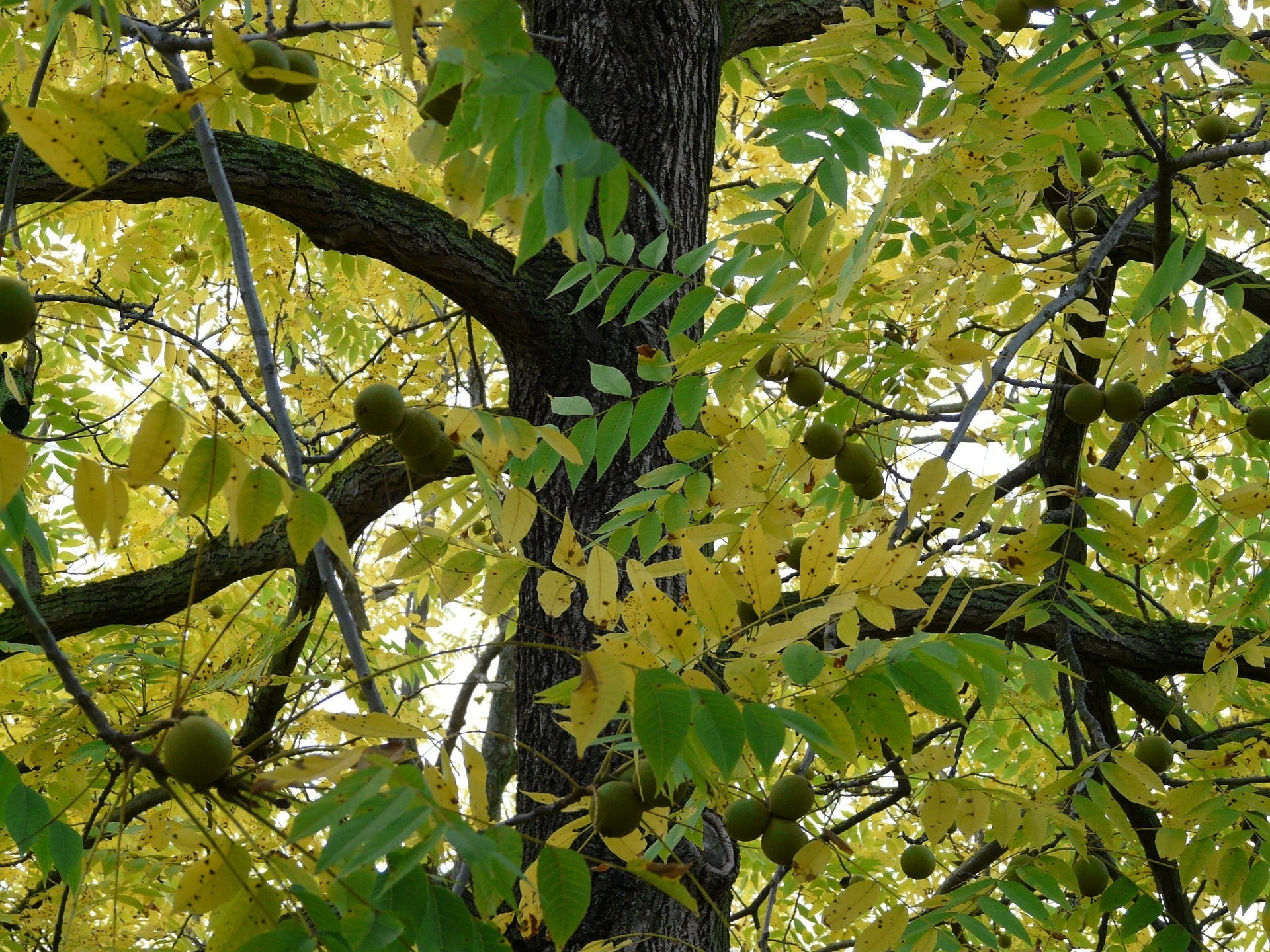 American Black Walnut: Fun Facts About Its Nuts, Wood, and Natural Wonders