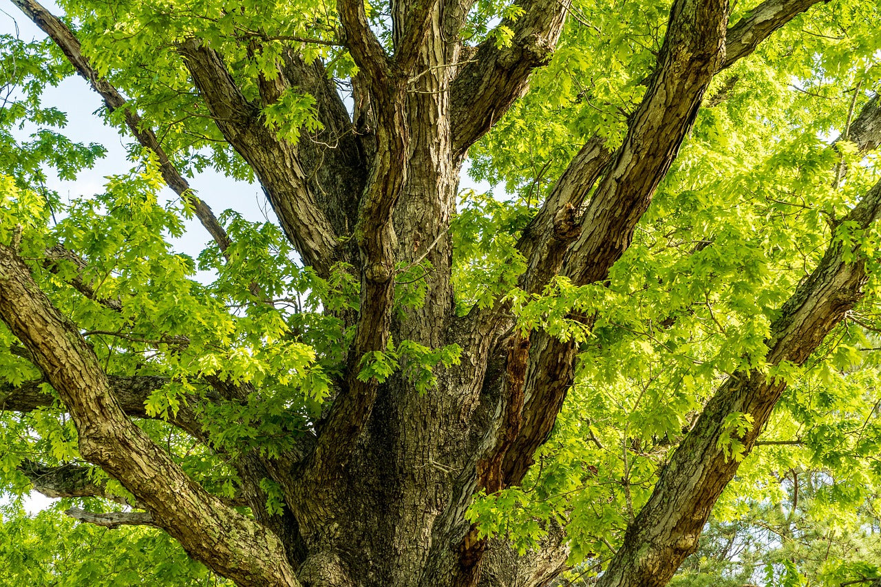 Burr Oak: The Exquisite Hardwood with Unique Character and Timeless Appeal