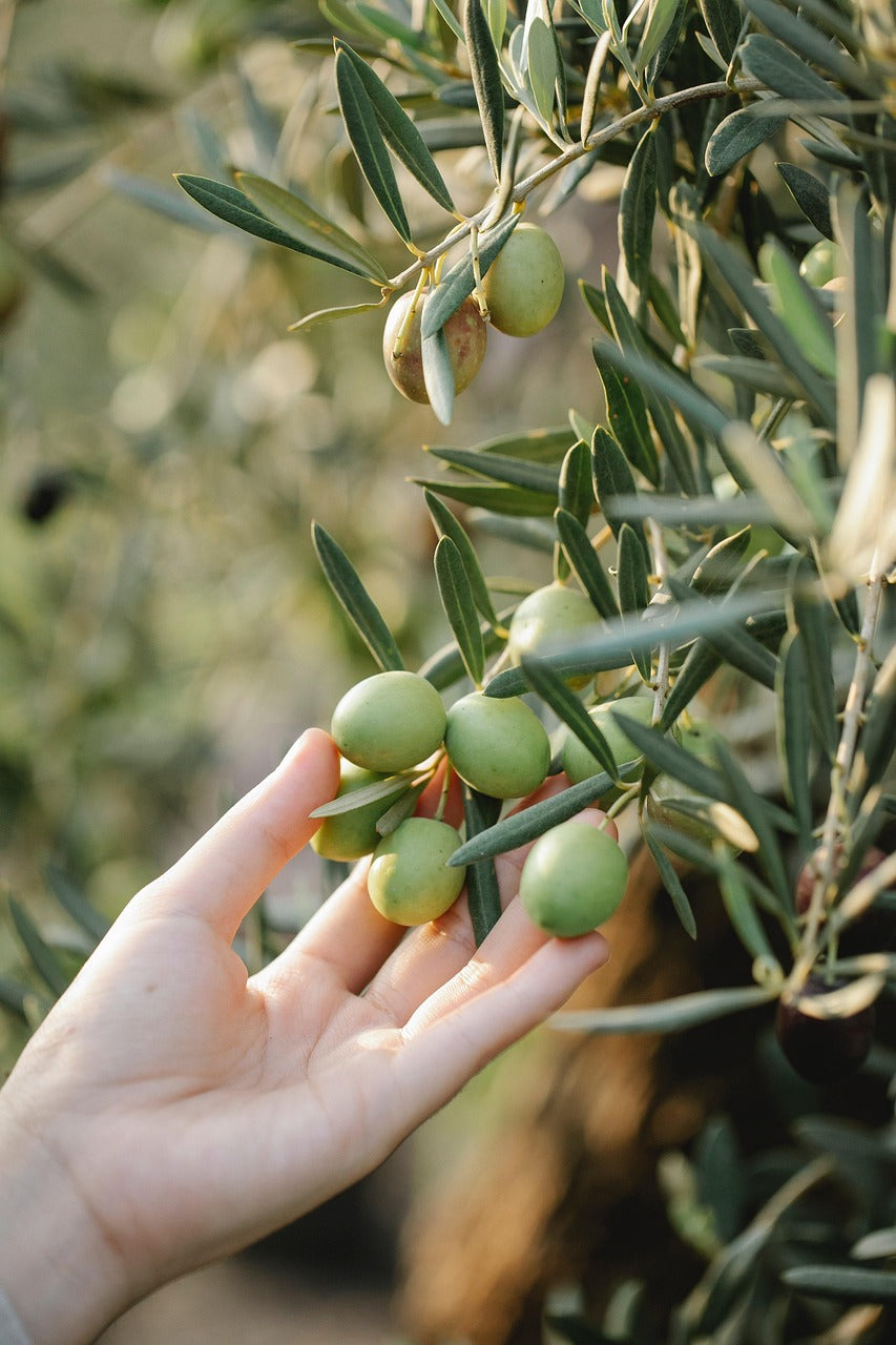 The Olive Tree: A Symbol of Life, History, and Sustainability